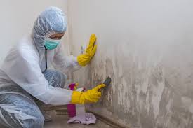 Best Mold Documentation for Insurance Claims  in East Newark, NJ